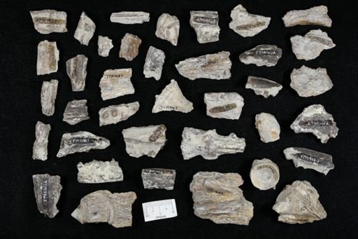 undet. Actinopterygii