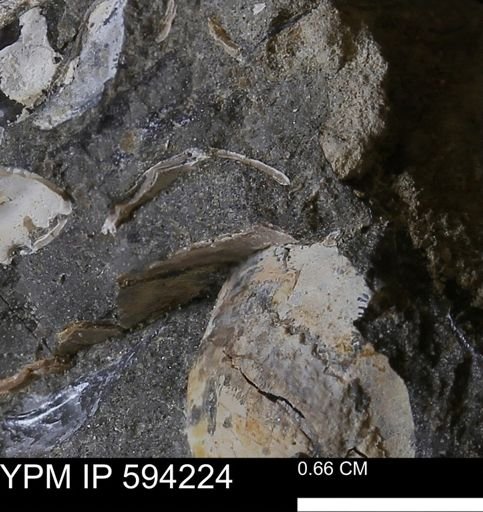 undet. Bivalvia