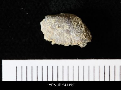 Thaerodonta?