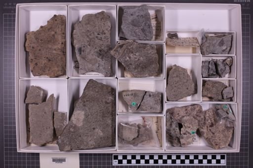 mixed taxa, stratigraphic collection