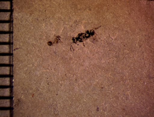 undet. Insecta