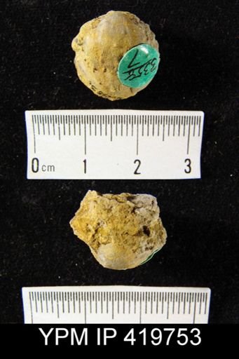 Productella hallana