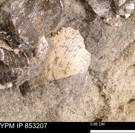Limopsis striatopunctatus