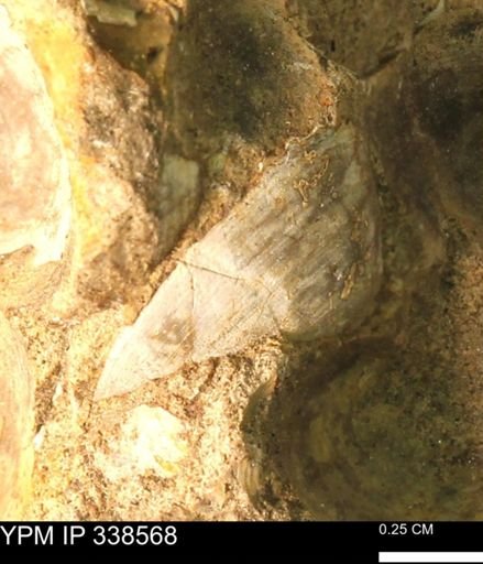 Protocardia subquadrata