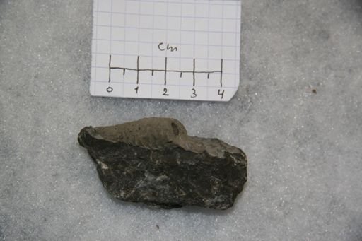 Protocycloceras lamarcki