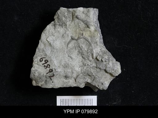undet. Bryozoa