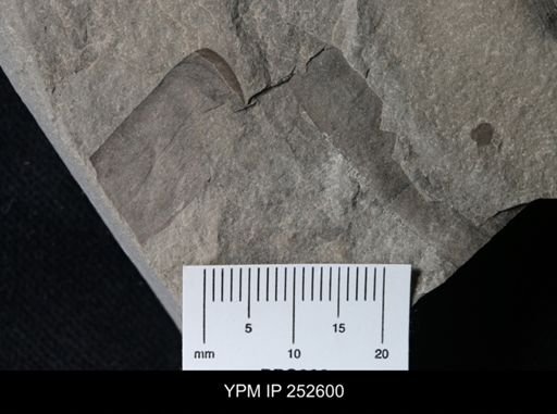 undet. Eurypterida