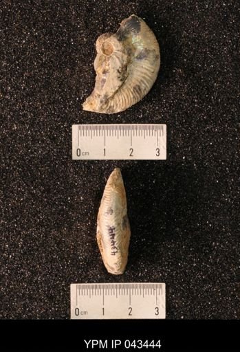 Hoploscaphites nicolletii