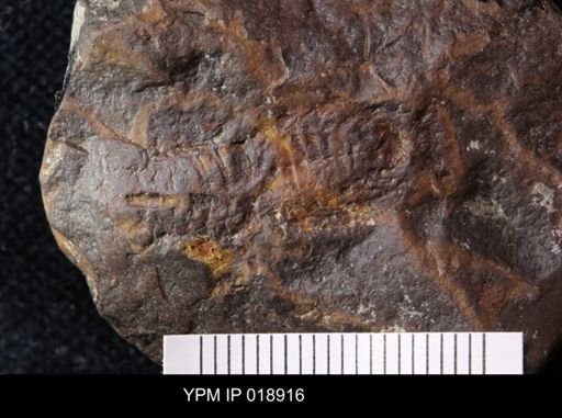 Anthracaris gracilis