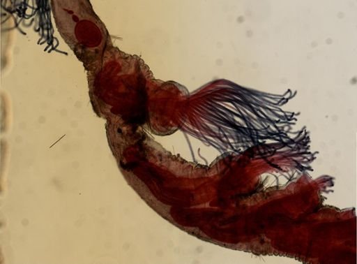 Plumatella