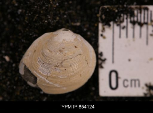 Limopsis striatopunctatus