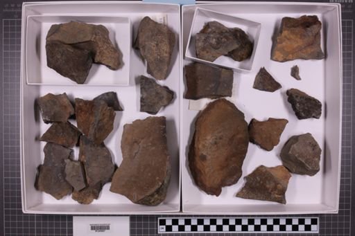 mixed taxa, stratigraphic collection