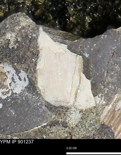 undet. Ammonoidea