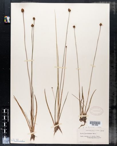 Xyris difformis