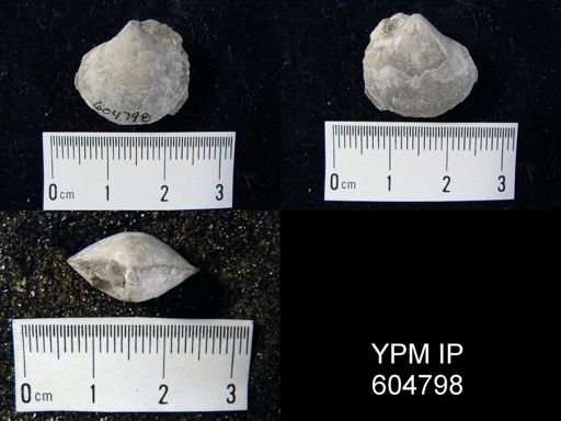 Cleiothyridina sp.