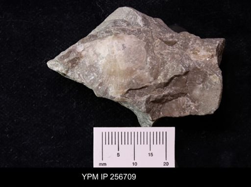 Brachyprion anticostiense