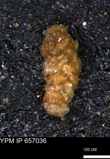 Ammobaculoides whitneyi