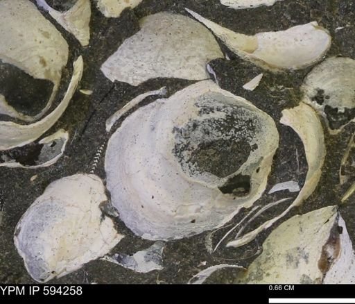 Protocardia sp.
