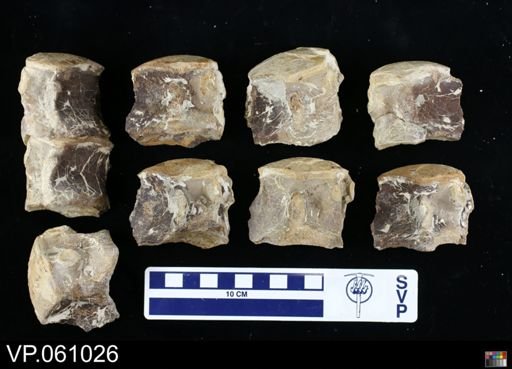 undet. Mosasauridae