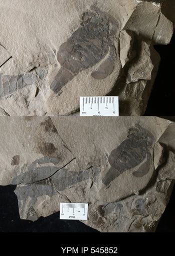 Eurypterus remipes