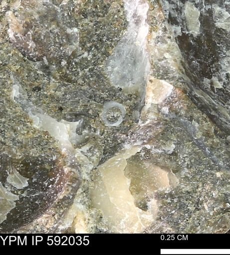 Scaphopoda