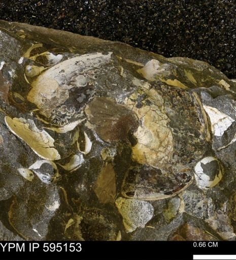 Sphenodiscus sp.