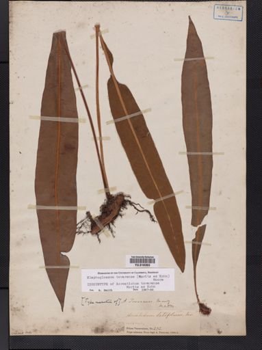 Elaphoglossum