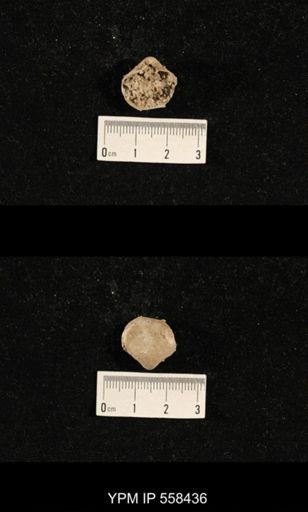 Phricodothyris sp.