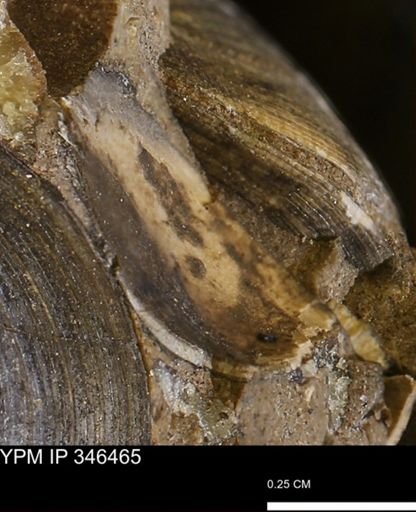 Limopsis striatopunctatus