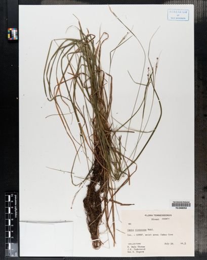 Carex virescens