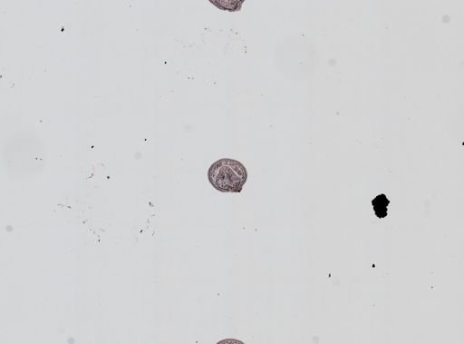 Plagiostomum whitmani
