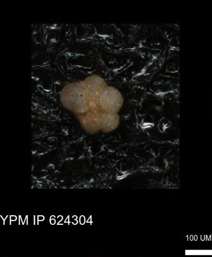 undet. Rugoglobigerinidae