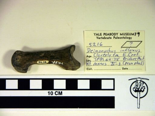 Deinonychus antirrhopus