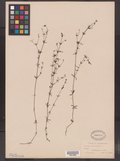 Galium tinctorium