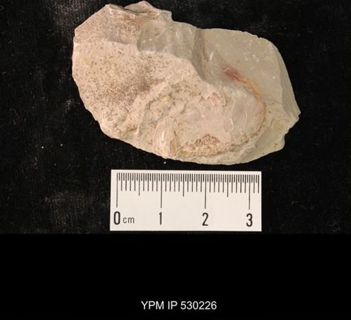 Elrathia kingi