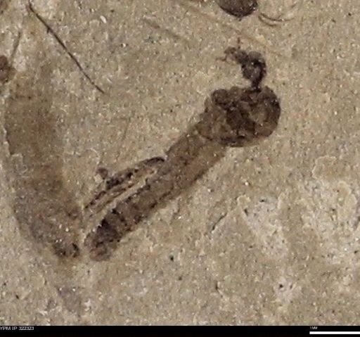 undet. Diptera