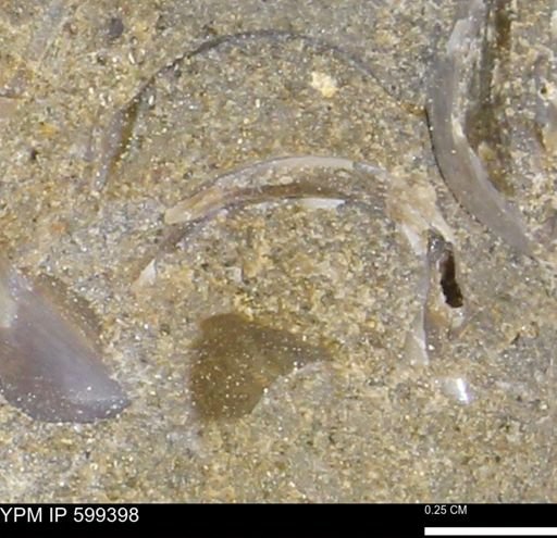 Protocardia subquadrata