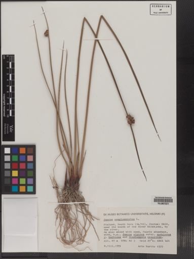 Plantae