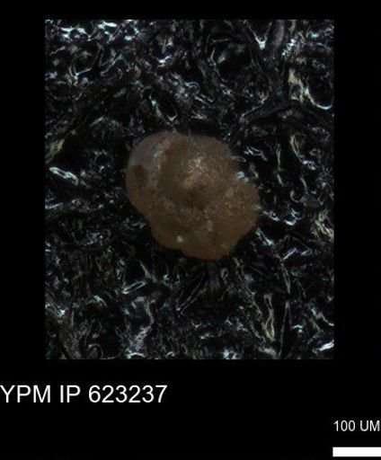 undet. Foraminiferida