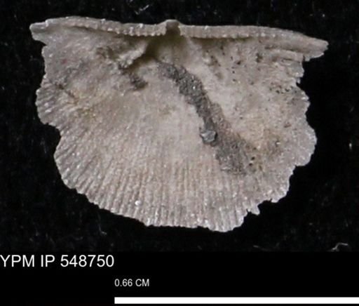 Stropheodonta perplana
