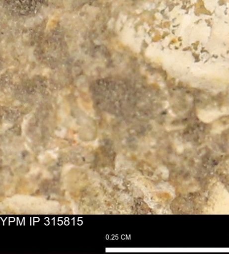 undet. Mollusca