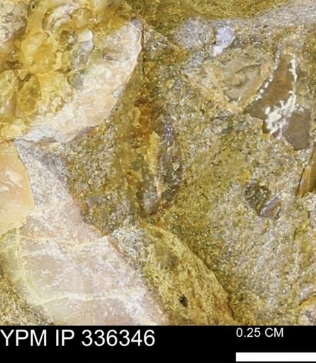 undet. Mollusca