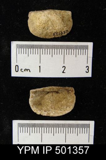 Chonetes sp.