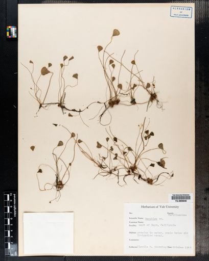 Marsilea