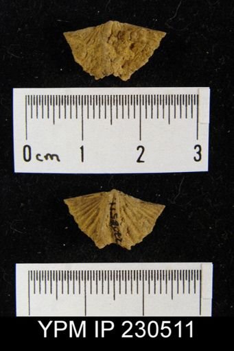 Spiriferina kentuckiensis