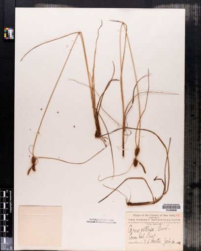 Carex extensa