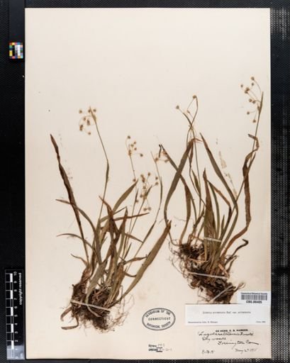 Luzula acuminata acuminata