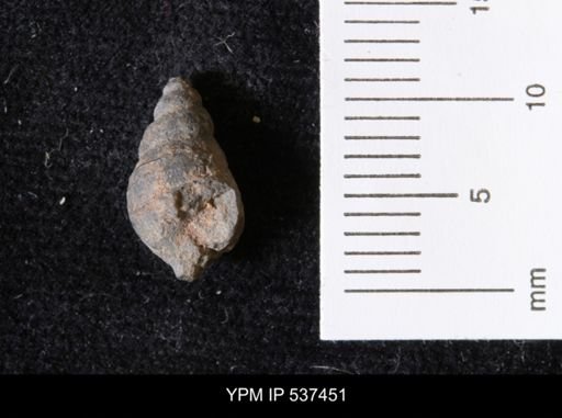 Goniobasis ortmanni