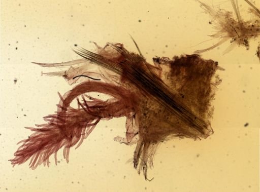 Diopatra