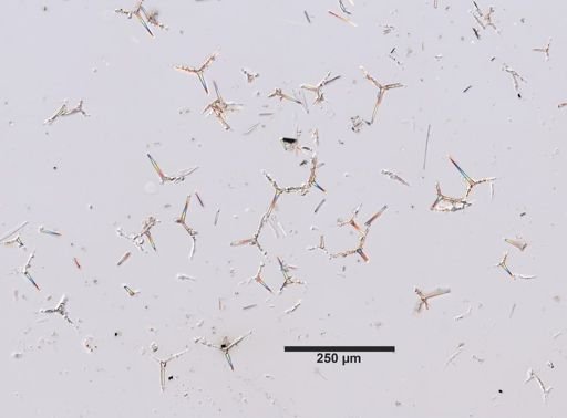 Clathrina cancellata